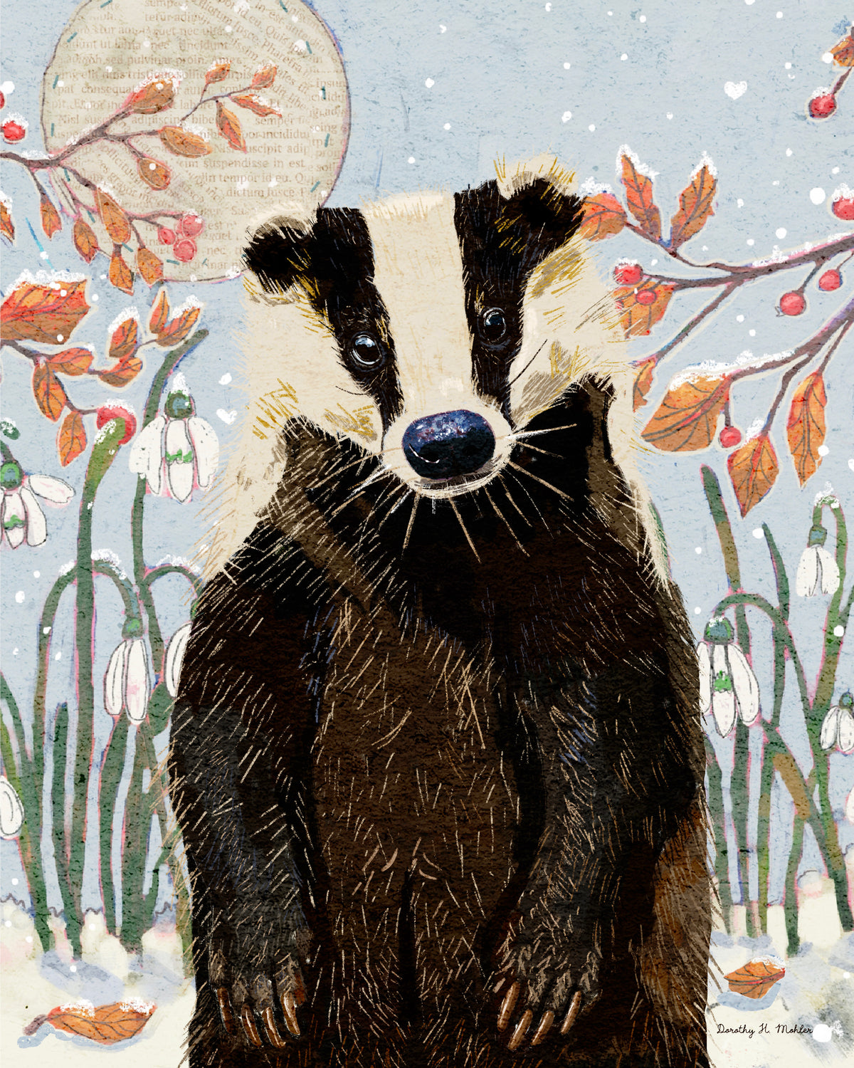 Mr. Badger - Nature Wall Art - Wildlife and Landscape print